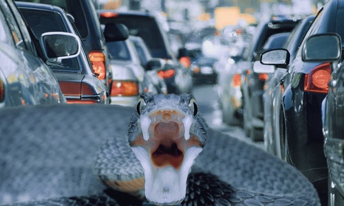 В автомобильном заторе в Крым мужчину укусила змея
