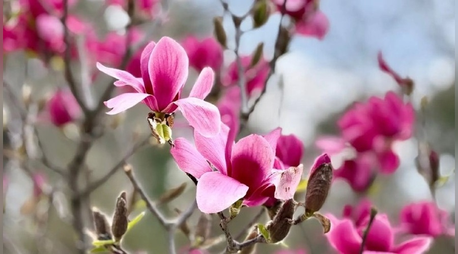 Магнолии раскрасили городские парки Симферополя Магнолии раскрасили городские парки Симферополя