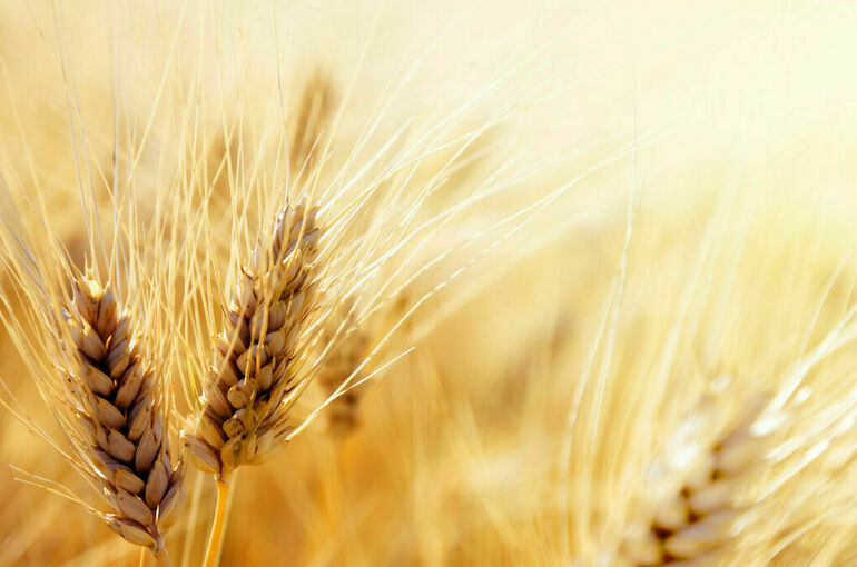Пять стран ЕС требуют продлить запрет импорта зерна с Украины до конца года