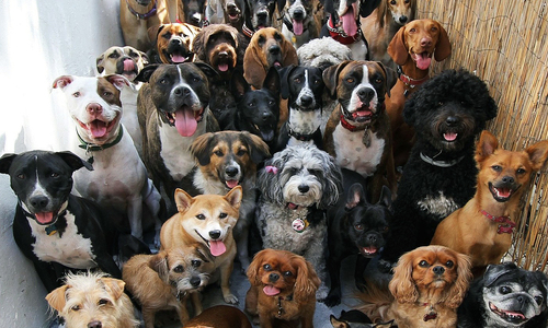 В Ялте несколько десятков собак вместе с их хозяином отправили на психотерапию