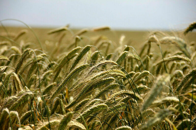 Зеленский пообещал ответить странам, запретившим ввоз украинского зерна