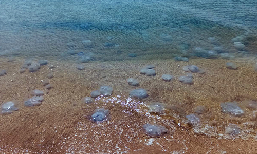 Вода на пляжах Керчи представляет из себя «кисель из медуз»
