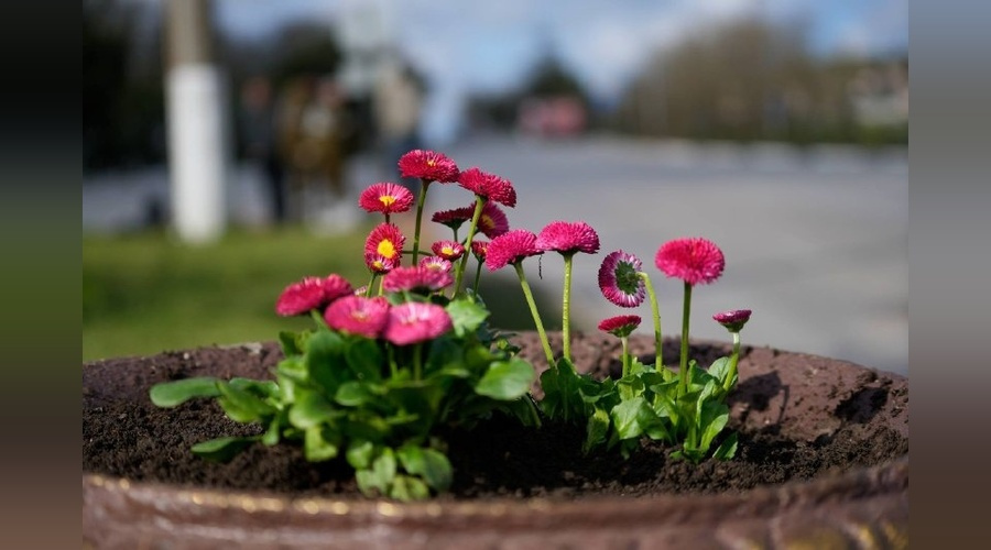 Маргаритки украсили центральные пространства Керчи Маргаритки украсили центральные пространства Керчи