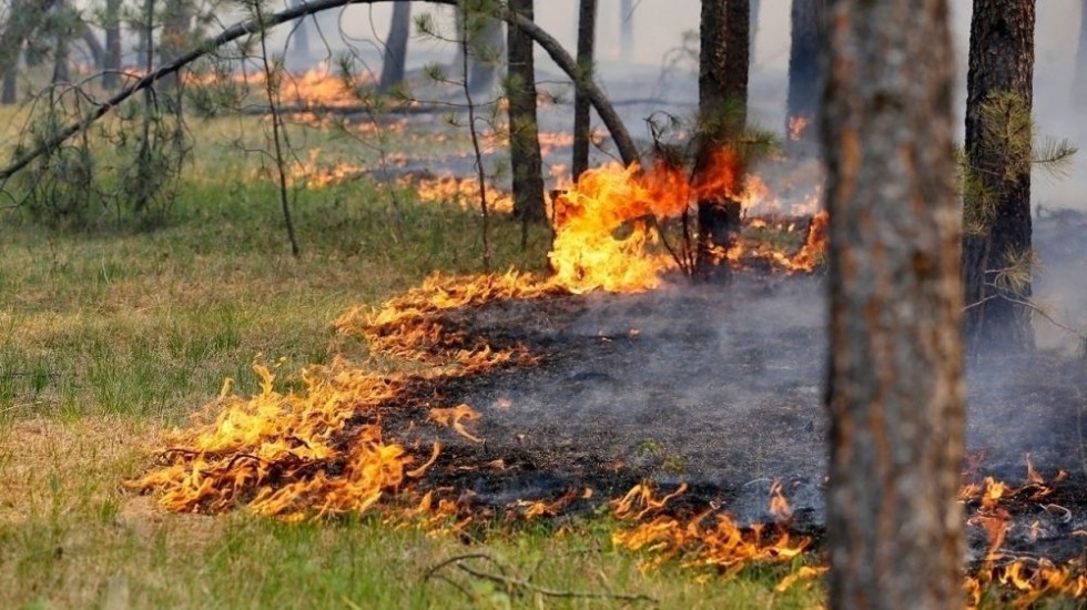 Сотрудники ГКУ РК «Пожарная охрана Республики Крым» привлекались к ликвидации возгорания лесной подстилки в ГО Феодосия