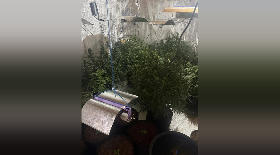 Полицейские обнаружили подпольную теплицу с коноплей в частном домовладении Полицейские обнаружили подпольную теплицу с коноплей в частном домовладении