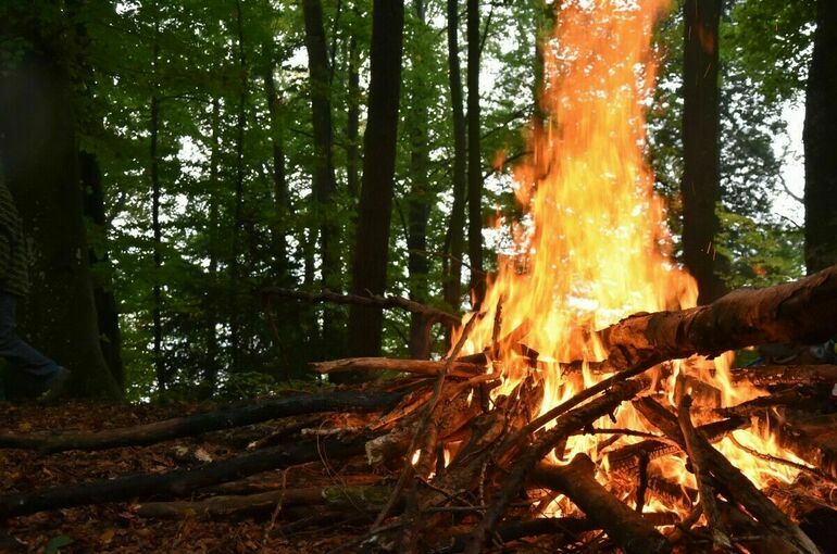 В столичном регионе Греции за семь лет выгорело 37 процентов леса