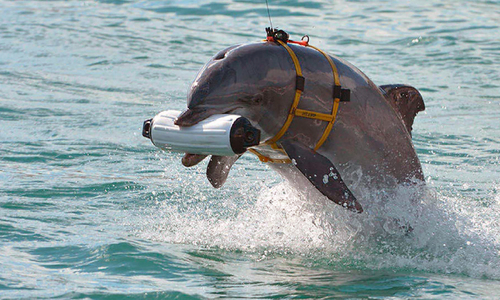 В Крыму боевыми дельфинами прикрыли залив Донузлав