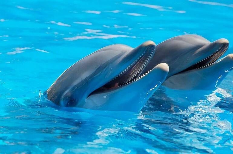 Вылов дельфинов для шоу предложили запретить