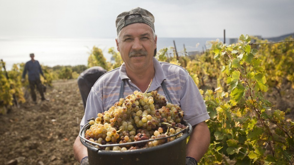 Андрей Рюмшин: Аграрии Крыма приступили к сбору винограда