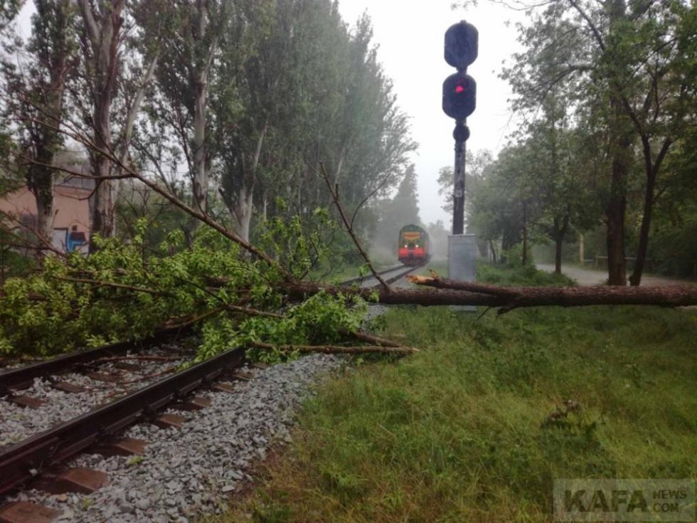 В Феодосии дерево упало на железнодорожные пути