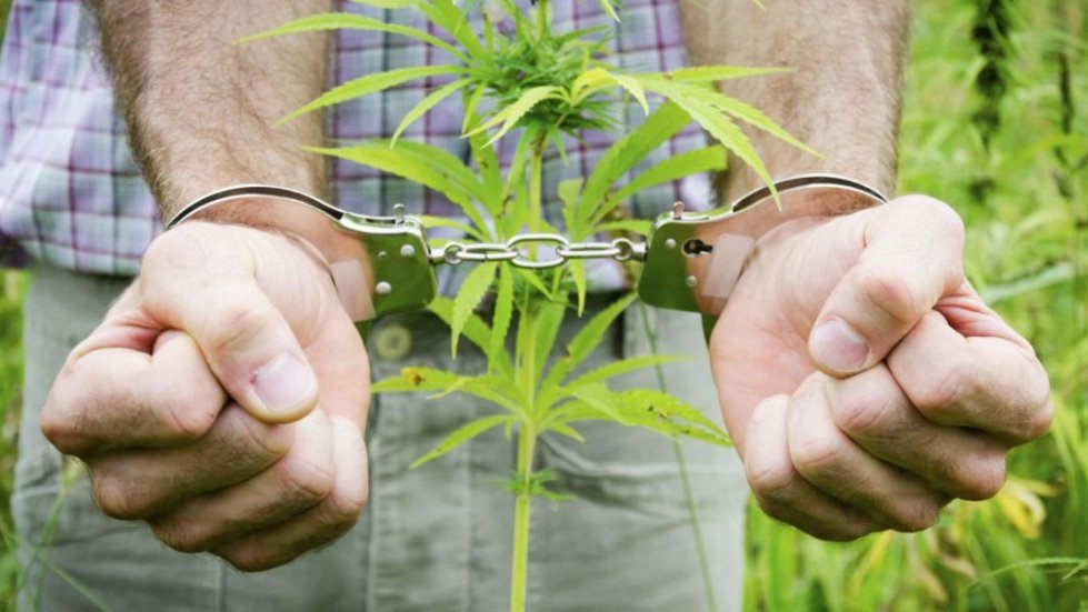 Ответственность за незаконное культивирование наркосодержащих растений