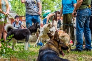 Плановая выставка собак, май 2018 #11351