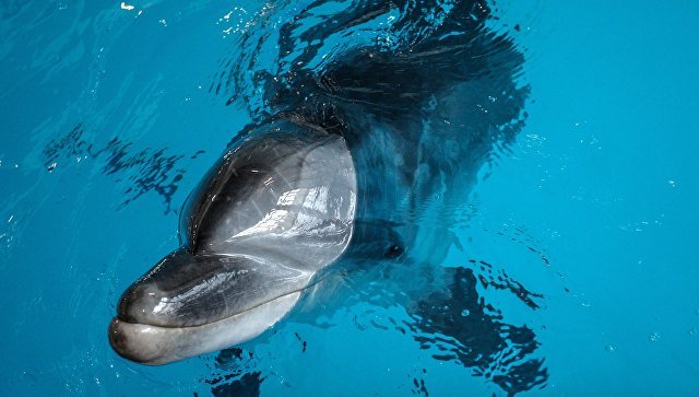 В Крыму в районе Кара-Дага планируют создать базу для реабилитации дельфинов