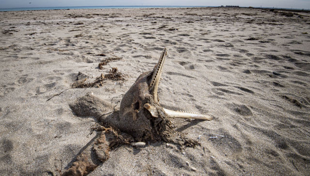 На Кубани ищут причины массовой гибели птиц и дельфинов