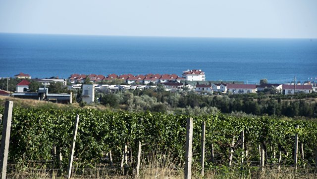 В Крыму и в Севастополе начали закладывать молодые виноградники