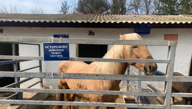 Лошадь укусила пятилетнюю девочку в зооуголке Симферополя