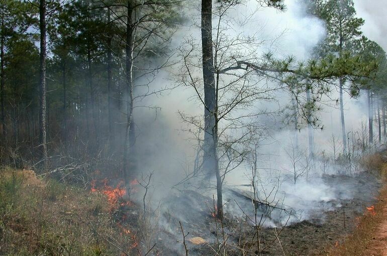 Минприроды уточняет правила тушения лесных пожаров