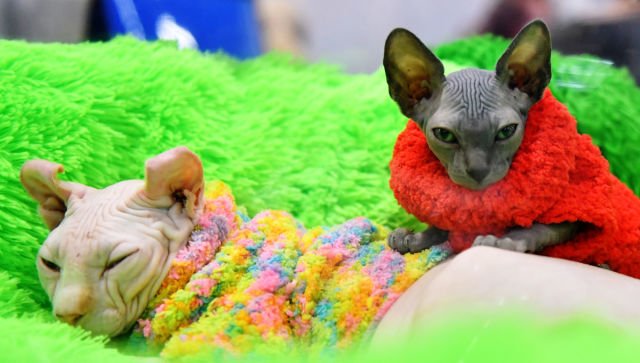 Эксперты выяснили, почему в Крыму не популярны «лысые» кошки