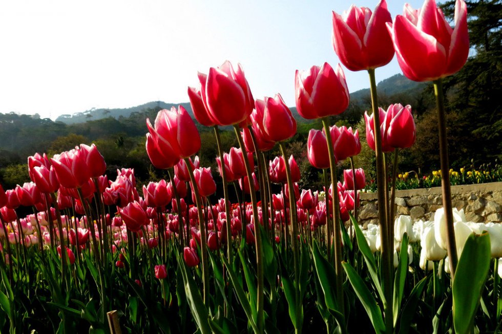 В Никитском ботсаду расцветут 100 тыс тюльпанов