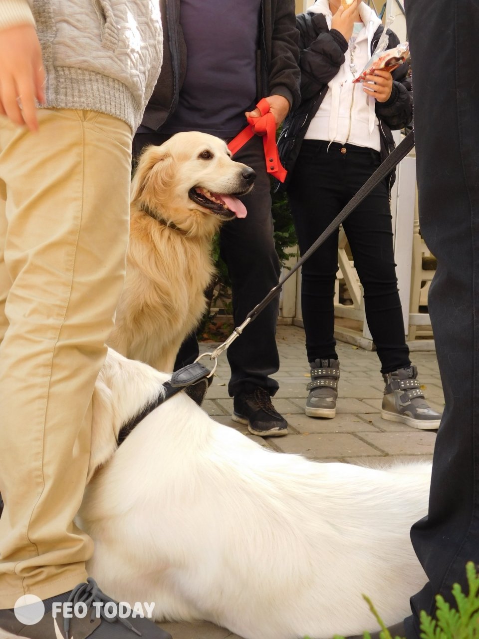 Выставка собак КРАСА КАФЫ в Феодосии #5075