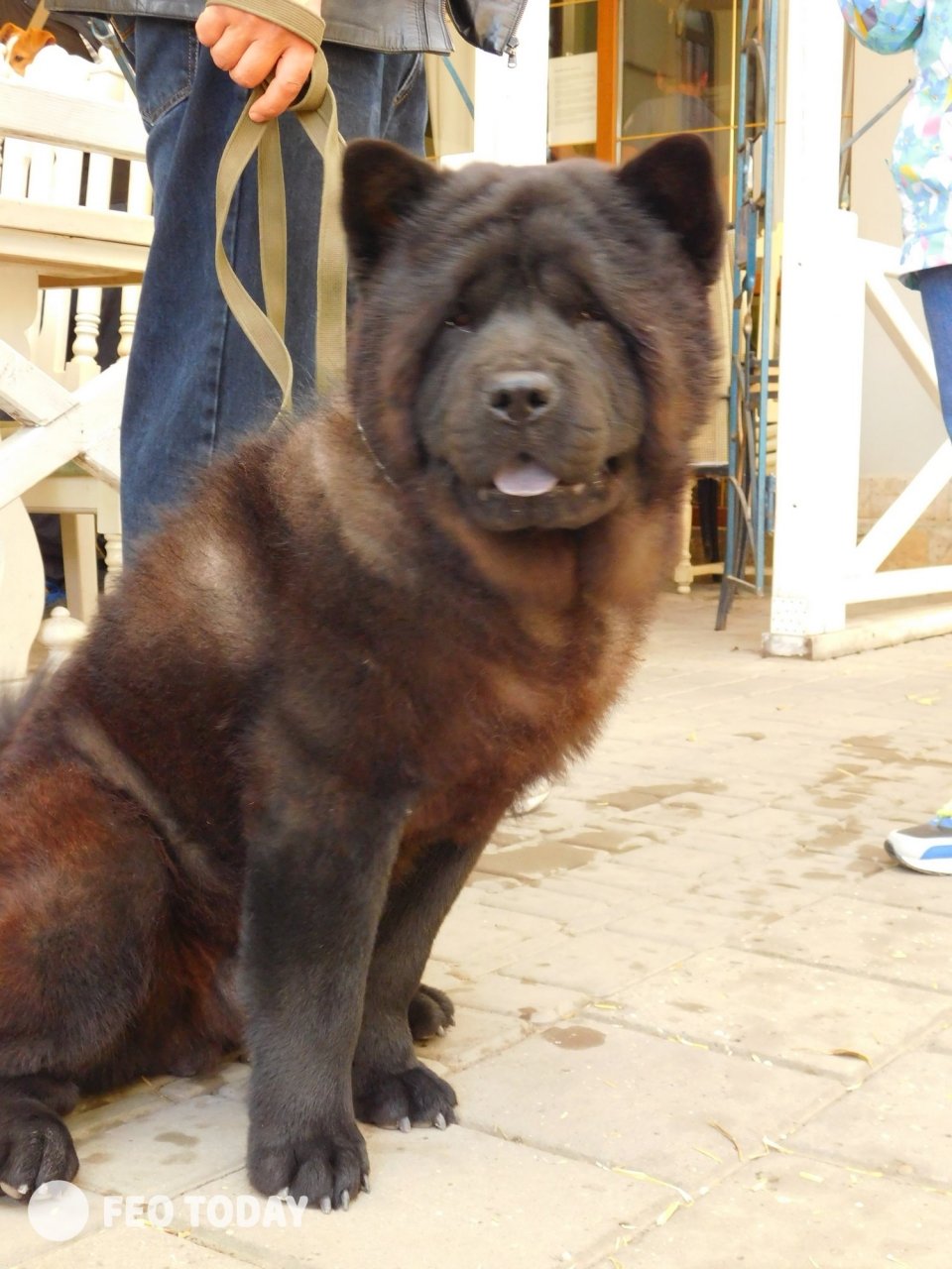 Выставка собак КРАСА КАФЫ в Феодосии #5015