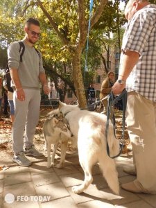 Выставка собак КРАСА КАФЫ в Феодосии #5168