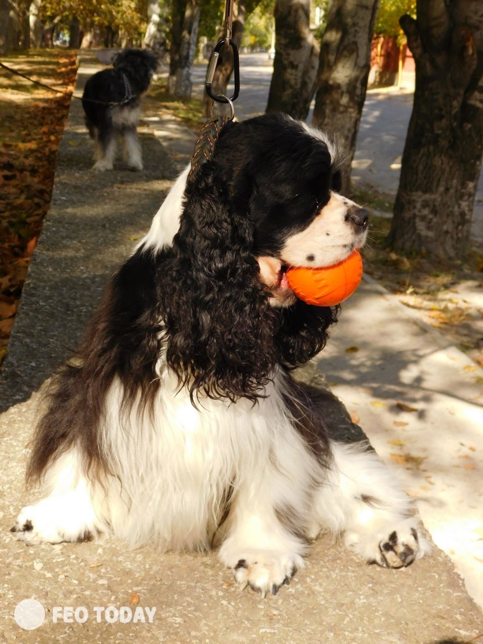 Выставка собак КРАСА КАФЫ в Феодосии #5024