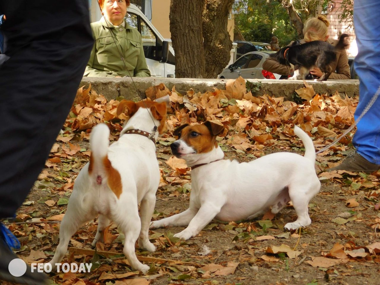 Выставка собак КРАСА КАФЫ в Феодосии #5051