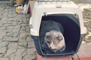 В Феодосии прошла выставка кошек «Краса Кафы — 2018»