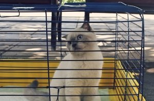 В Феодосии прошла выставка кошек «Краса Кафы — 2018»