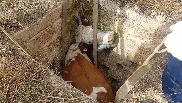 В Евпатории корова застряла в тесной каменной «ловушке»
