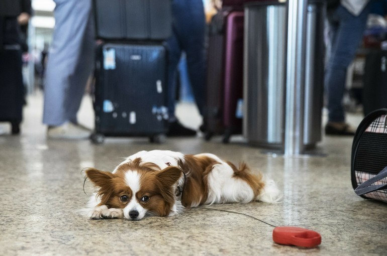 Авиакомпании предлагают штрафовать за причинение вреда животным