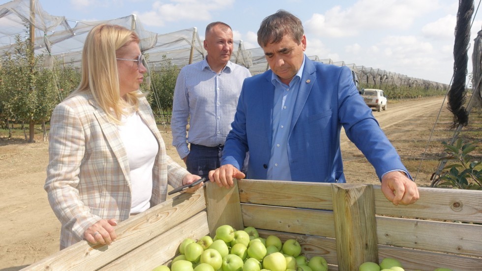 Крымские аграрии собрали более 20 тысяч тонн яблок – Андрей Рюмшин