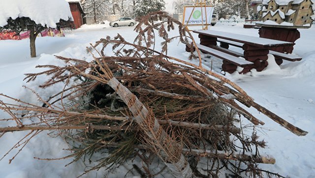 Вынеси елку: куда девать новогодние деревья в Крыму