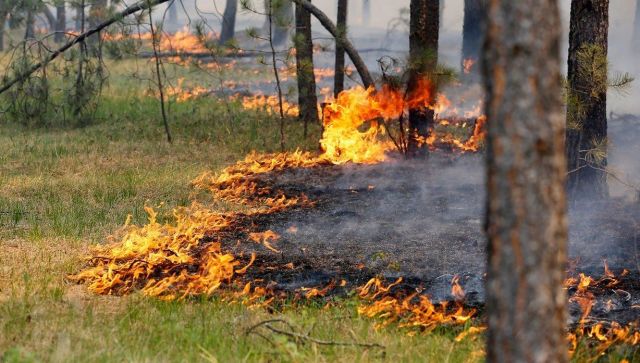 В МЧС предупредили о пожароопасной погоде в Крыму