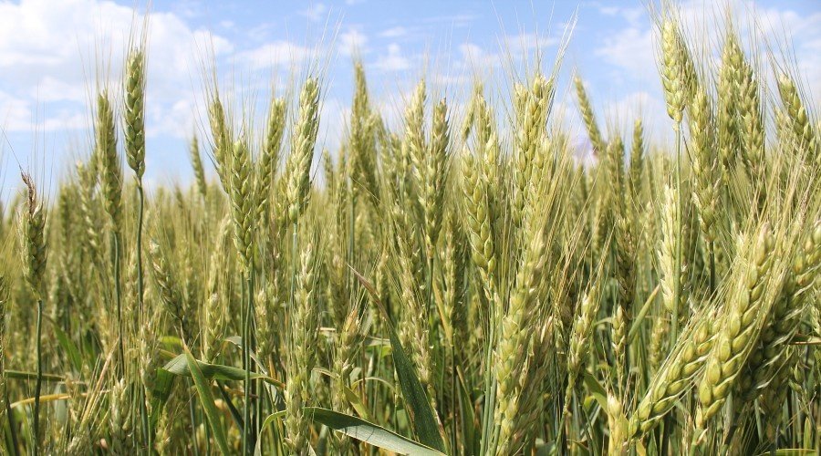 Крымские аграрии получили более 1,2 млрд рублей господдержки