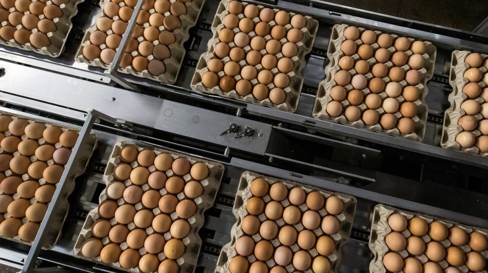 Андрей Рюмшин: За 8 месяцев этого года в республике произведено почти 202 миллиона яиц