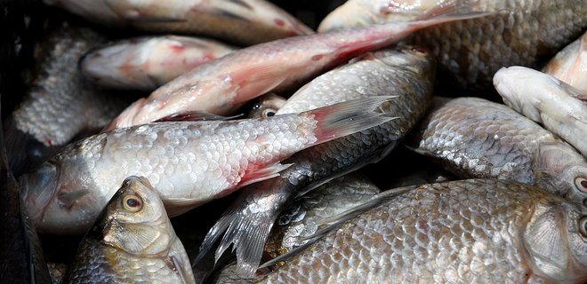 Росрыболовство с сегодняшнего дня ограничило вылов рыбы у побережья Крыма