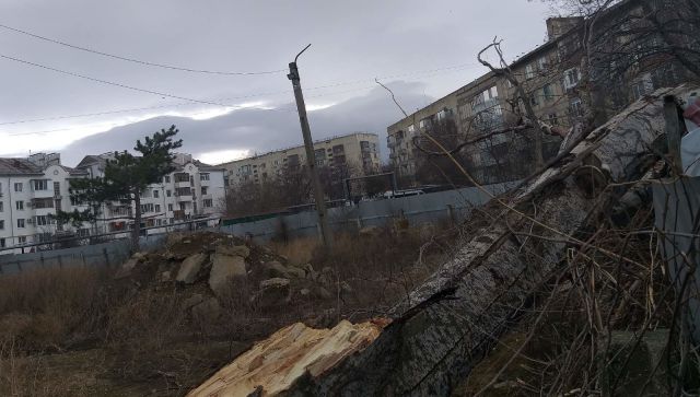 В Крыму штормовой ветер валит деревья - фото