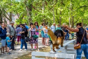 Плановая выставка собак, май 2018 #11346