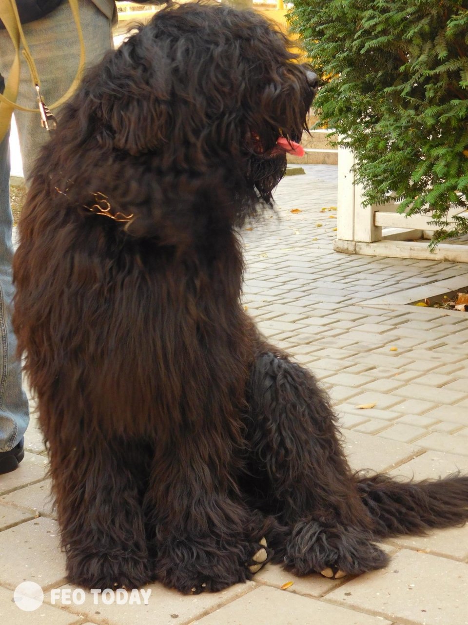 Выставка собак КРАСА КАФЫ в Феодосии #5032