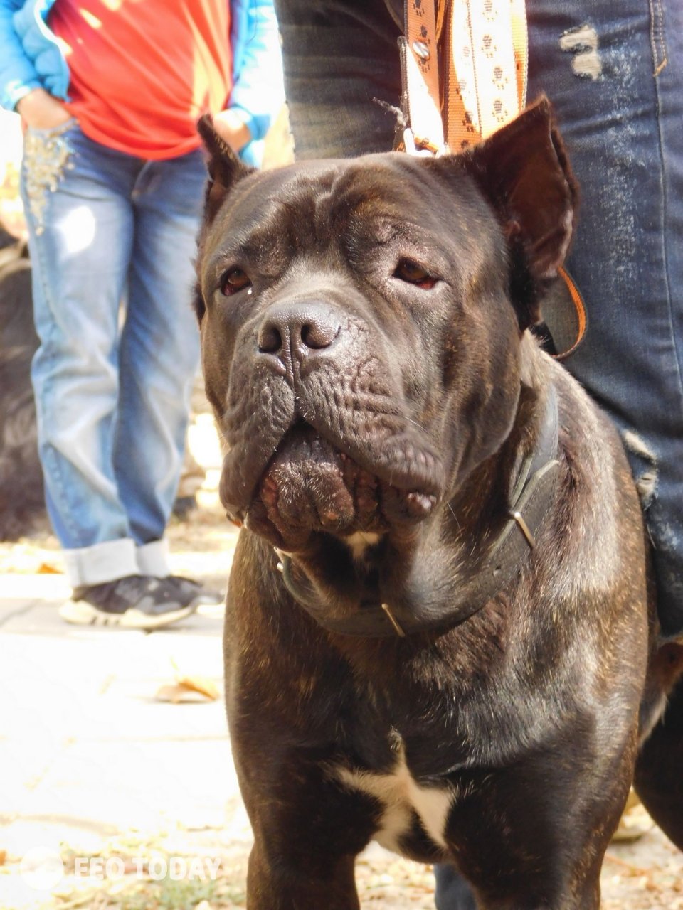 Выставка собак КРАСА КАФЫ в Феодосии #5084