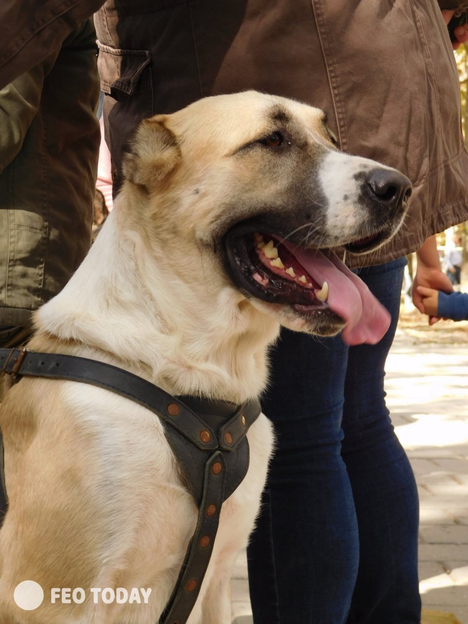 Выставка собак КРАСА КАФЫ в Феодосии #5094