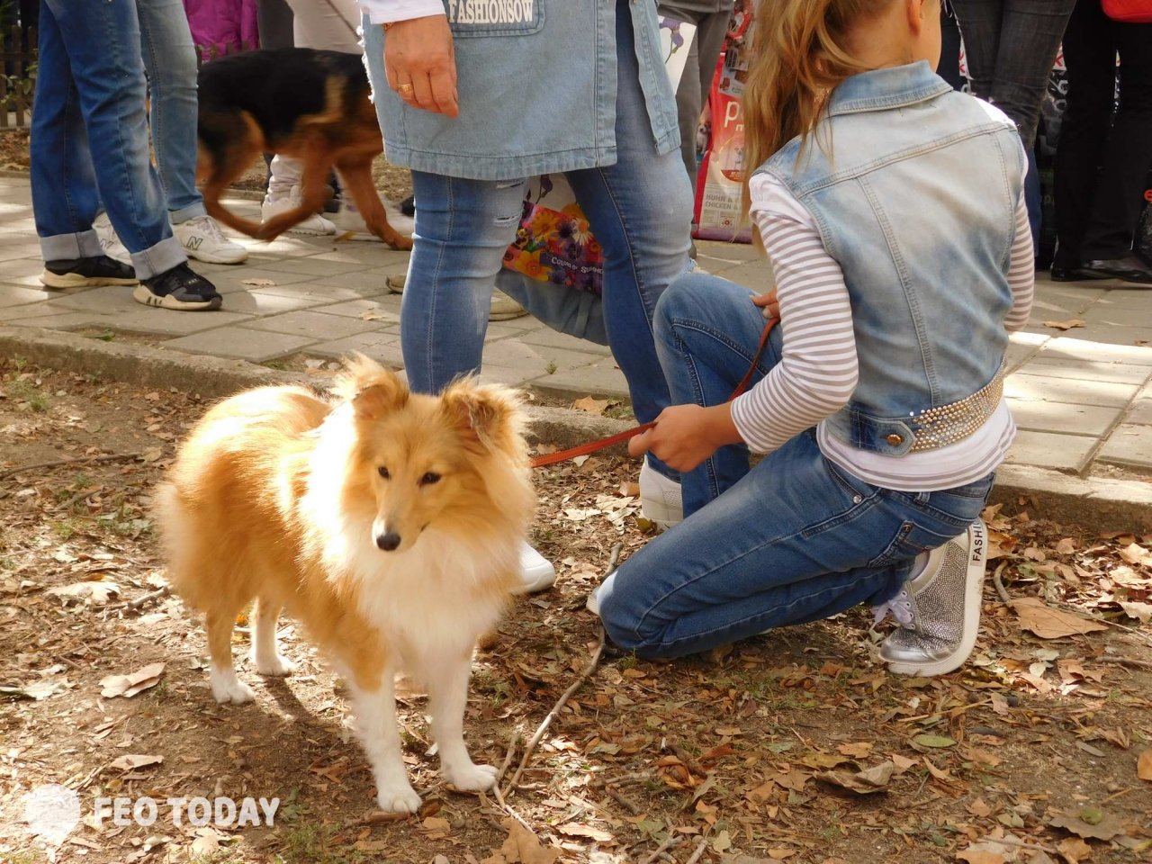 Выставка собак КРАСА КАФЫ в Феодосии #5117