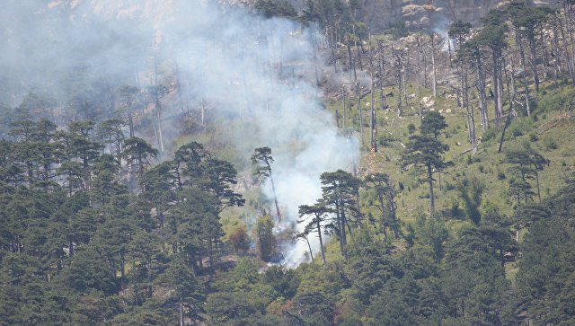 Непогашенный костер привел к пожару в крымском лесу