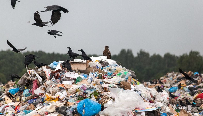 В России появится единый мусорный оператор и система учета отходов