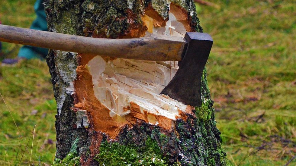 Прокуратура выявила незаконную вырубку деревьев под парковку в Крыму