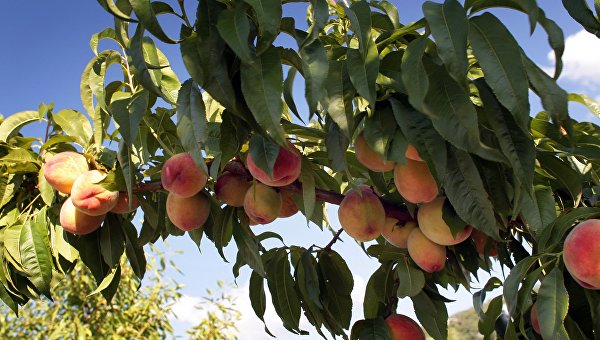 Крымских персиков будет вдоволь: ученые об урожае в этом году
