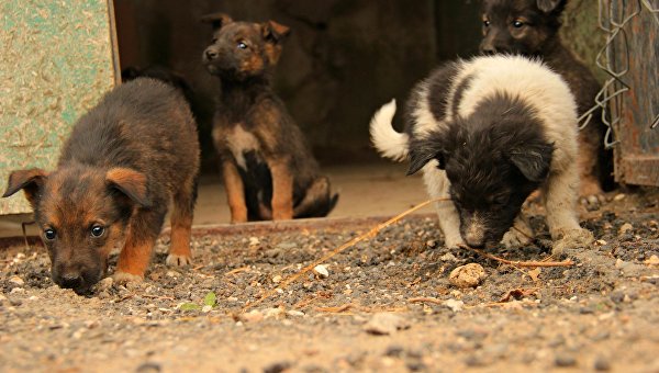 В Севастополе разрывают контракт с Центром передержки бездомных собак