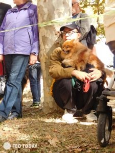 Выставка собак КРАСА КАФЫ в Феодосии #5157